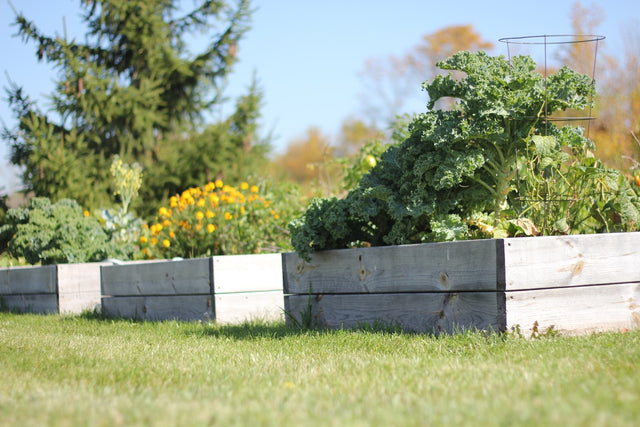 How a Veggie Patch Led to a Revolution in Wood Treatment